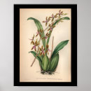 Buscar vintage orchid arte Flowers