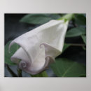 Buscar lunares posters Floral