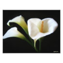 Buscar lirios de cala posters Floral