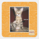 Buscar idiotas pegatinas Puedo tener cheezburger