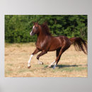 Buscar caballo árabe posters Raza