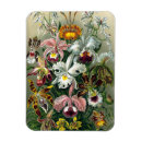 Buscar orchidee Flores