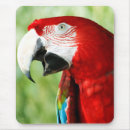 Buscar fauna fotografía Verde