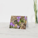 Buscar cromo tarjetas Primavera