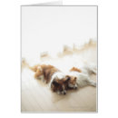 Buscar papillion Perro