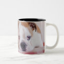 Buscar tímido tazas Perro