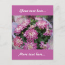 Buscar chrysanthemum postales Crisantemo