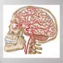 Buscar anatomia del cuerpo humano posters Complejidad
