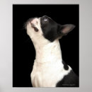 Buscar perro blanco y negro posters Fotografía