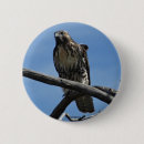 Buscar halcón chapas Raptor
