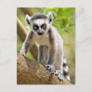 Buscar lemur postales Bebé