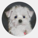 Buscar perro maltés pegatinas Lindo