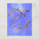 Buscar mosquito postales Bugs