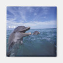 Buscar habitat imanes Océano