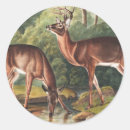 Buscar virginianus otros Vida silvestre