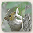 Buscar ardillas posavasos Bosque
