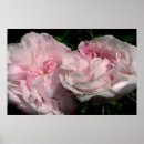 Buscar formado posters Flores