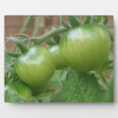 Buscar tomates placas fotograbadas Alimento