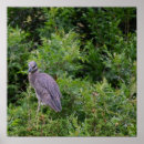 Buscar garzas posters Pájaros