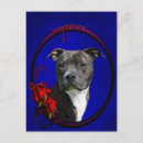 Buscar pitbull postales Amante del perro