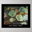 Buscar arrecife de coral posters Pescado