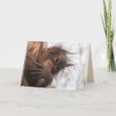 Buscar orangután tarjetas Naturaleza