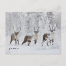 Buscar tundra tarjetas Nieve