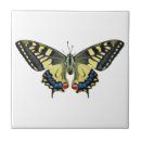 Buscar mariposa negra azulejos Naturaleza