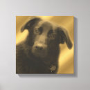 Buscar laboratorio lienzos Lindo