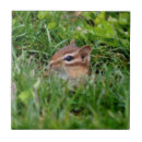 Buscar chipmunks fotografía Lindo