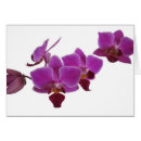 Buscar phalaenopsis postales Rosa