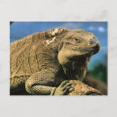 Buscar iguanas postales Verde