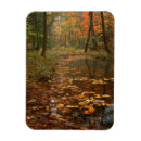 Buscar dorsal tarjetas 1 º caída