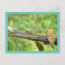Buscar grillo postales Insecto