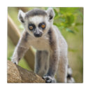 Buscar bebés azulejos Danita delimont