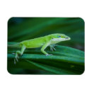 Buscar lizard imanes Reptil