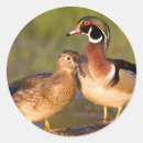 Buscar humedal pegatinas Pájaro
