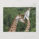 Buscar cuelga postales Amor