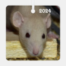 Buscar ratas adornos Roedor