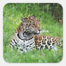 Buscar jaguar pegatinas Felino