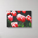 Buscar tulipanes blancos lienzos Floral