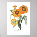 Buscar gazanie posters Gazania