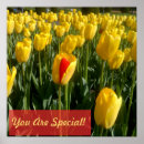 Buscar tulipanes amarillos posters Para todos