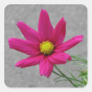Buscar cosmo rosado pegatinas Flor