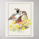 Buscar codornices posters California
