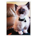 Buscar gatito adorable fotografía Gato