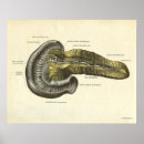 Buscar órganos humanos posters Anatomía