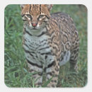 Buscar pardalis Fauna