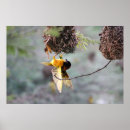 Buscar jerarquía arte Naturaleza