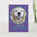 Buscar golden retriever tarjetas Dorado